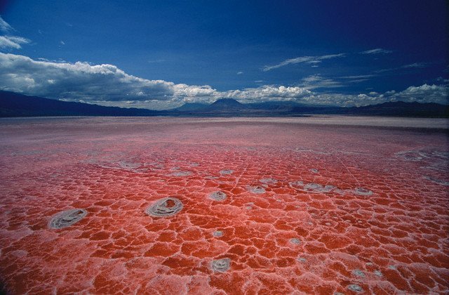 Panorama Danau Natron
 Foto: Wikimedia Commons