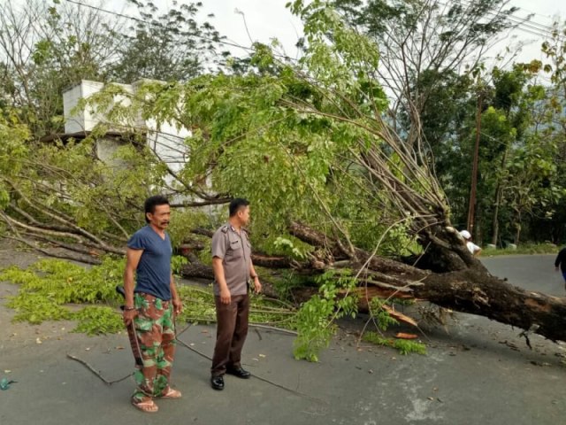 Hujan Angin Terjang Gunungkidul, Belasan Pohon Tumbang dan 1 Rumah Rusak