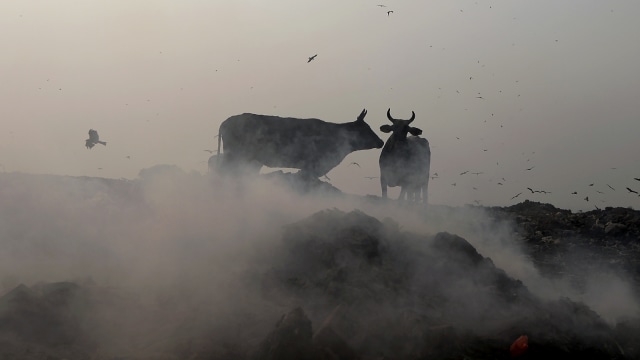 Sejumlah sapi berjalan ditempat pembuangan sampah di situs TPA Bhalswa di New Delhi. (Foto: AFP/SAJJAD HUSSAIN )