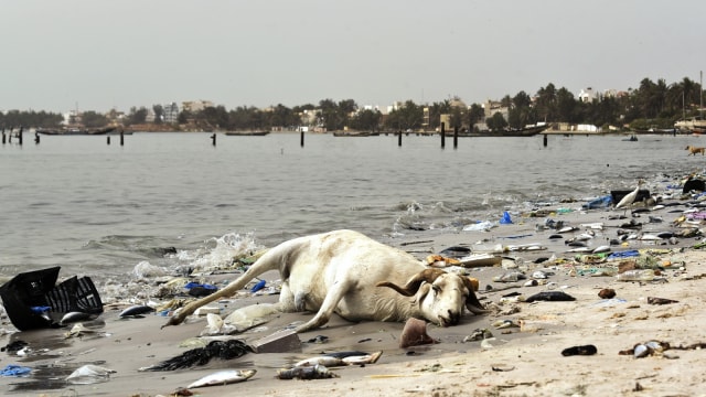 Seekor kambing mati yang dikelilingi sampah plastik, di Hann Bay di Dakar, Senegal. (Foto:  AFP/SEYLLOU)