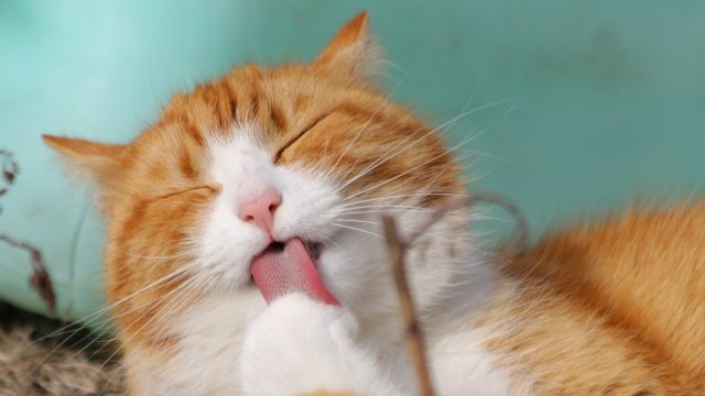 Kucing tidak bisa merasakan apa pun yang manis (Foto: Pexels)