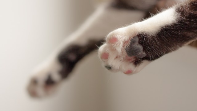 Ilustrasi telapak dan jari kucing