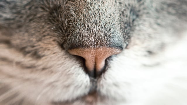 Kucing menggunakan hidungnya untuk menyapa kucing lain (Foto: Pexels)