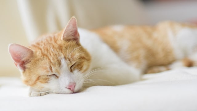 Kucing rata-rata tidur 16-18 jam per hari. (Foto: Pexels)