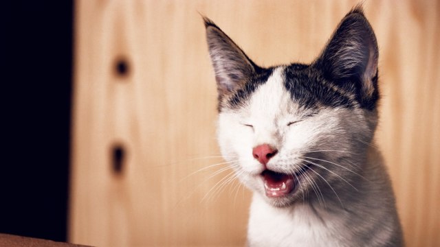 kucing menggunakan kumisnya untuk navigasi (Foto: Pexels)