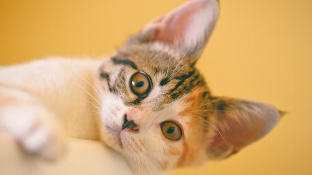 18 fakta unik tentang kucing (Foto: Pexels)