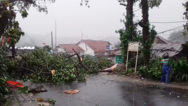 Pohon  tumbang akibat puting beliung di Kota Bogor.  (Foto: Dok. Istimewa)