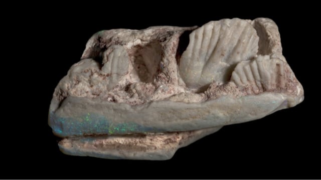 Fosil dinosaurus jenis baru dalam bentuk opal. (Foto: Dok: University of New England)