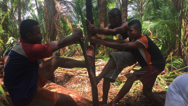 Proses Penebangan Pohon Sagu di Kampung Yoboi, Sentani, Papua. (Foto: Ema Fitriyani/kumparan)