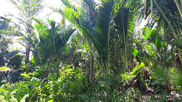 Hutan sagu di Kampung Yoboi, Distrik Sentani, Kabupaten Jayapura, Provinsi Papua. (Foto: Ema Fitriyani/kumparan)