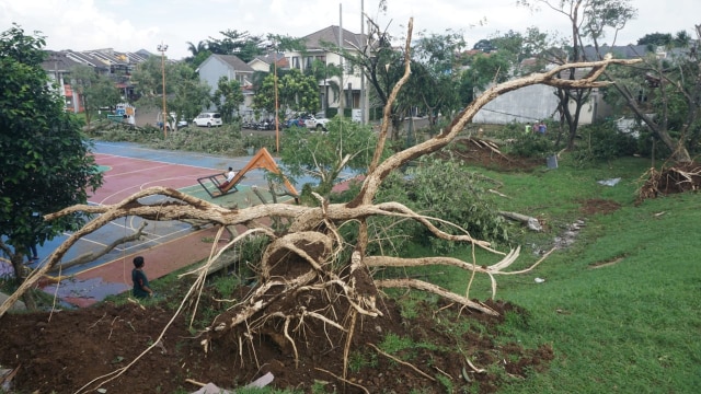 Pohon tumbang akibat angin puting beliung di komplek the springs, Bogor. (Foto:  Abil Achmad Akbar/kumparan)