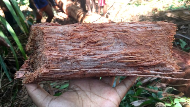 Batang pohon sagu yang sudah terbelah di hutan sagu Kampung Yoboi, Papua. (Foto:  Ema Fitriyani/kumparan)