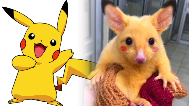 Hewan di Australia yang mirip Pikachu. (Foto: Twitter @@CryptoJ0ules )