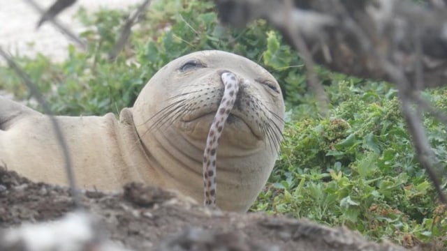 Belut tersangkut di lubang hidung sebelah kanan anjing laut. (Foto: Hawaiian Monk Seal Research Program)