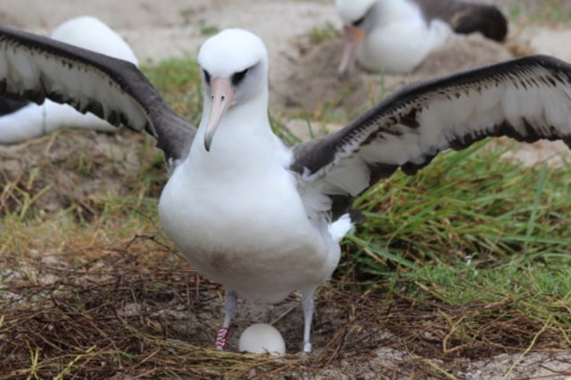 Wisdom, burung albatros tertua di dunia. (Foto: USFWS)