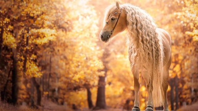 Cerita Kuda Berambut Indah Bak Putri Rapunzel yang Jadi Selebgram 