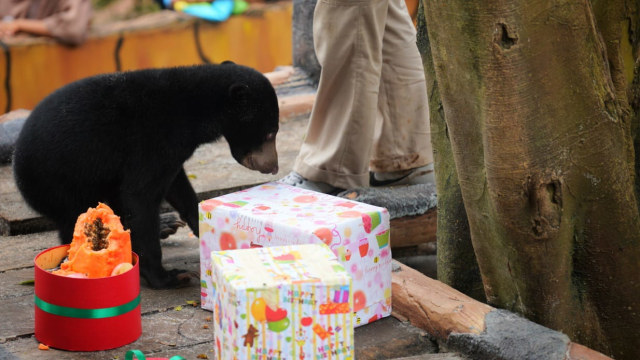 Foto: Ulang Tahun Rika si Beruang Madu di Kebun Binatang Bandung