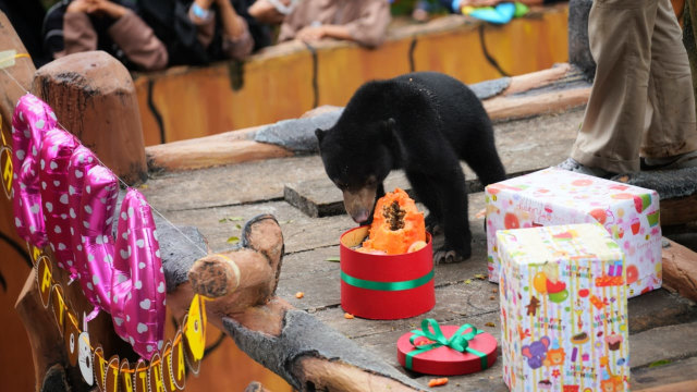 Foto: Ulang Tahun Rika si Beruang Madu di Kebun Binatang Bandung (1)