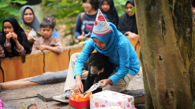 Foto: Ulang Tahun Rika si Beruang Madu di Kebun Binatang Bandung (2)