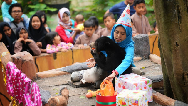Foto: Ulang Tahun Rika si Beruang Madu di Kebun Binatang Bandung (3)