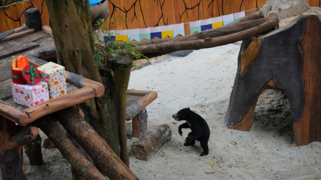 Foto: Ulang Tahun Rika si Beruang Madu di Kebun Binatang Bandung (4)