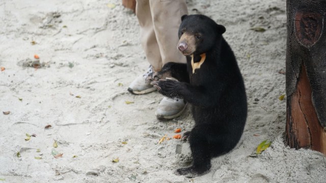 Foto: Ulang Tahun Rika si Beruang Madu di Kebun Binatang Bandung (5)