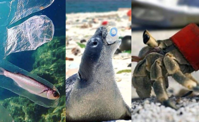 10 Potret Miris Kehidupan Laut karena Dampak Sampah Plastik