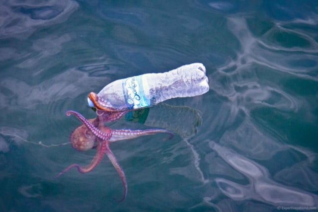10 Potret Miris Kehidupan Laut karena Dampak Sampah Plastik (2)