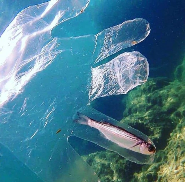 10 Potret Miris Kehidupan Laut karena Dampak Sampah Plastik (7)