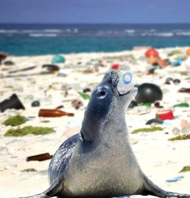 10 Potret Miris Kehidupan Laut karena Dampak Sampah Plastik (9)