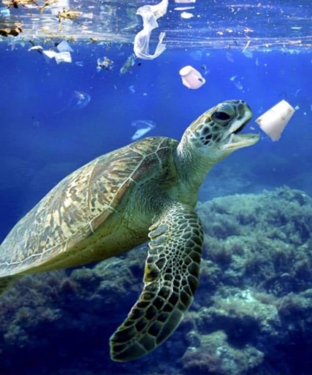 10 Potret Miris Kehidupan Laut karena Dampak Sampah Plastik (1)
