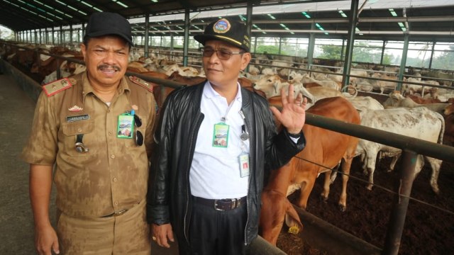 I Ketut Diarmita, Dirjen Peternakan dan Kesehatan Hewan Kementan (kanan), meninjau sapi-sapi indukan impor di Instalasi Karantina Hewan Sementara (IKHS) Juang Jaya, Lampung. (Foto: Dok. Kementan)