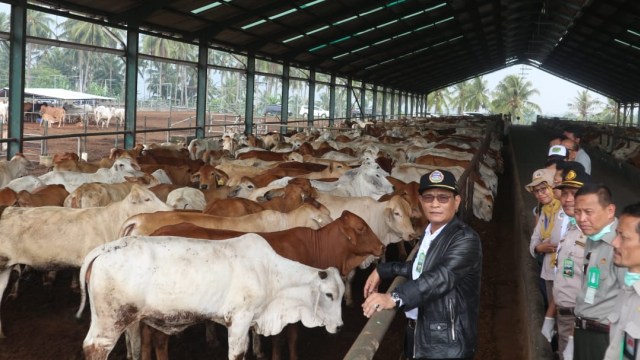 Kementan meninjau sapi-sapi indukan impor di Instalasi Karantina Hewan Sementara (IKHS) Juang Jaya, Lampung. Foto: Dok. Kementan