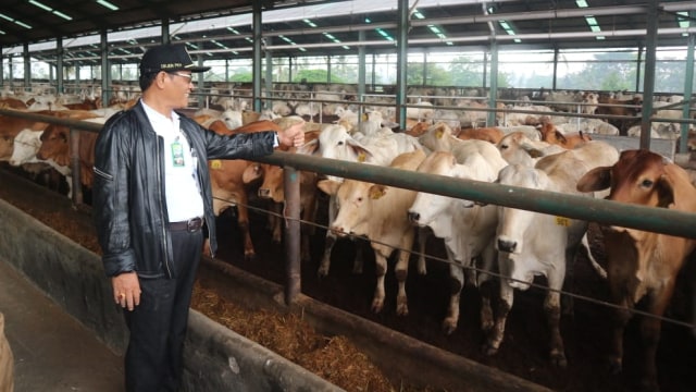 I Ketut Diarmita, Dirjen Peternakan dan Kesehatan Hewan Kementan, meninjau sapi-sapi indukan impor di Instalasi Karantina Hewan Sementara (IKHS) Juang Jaya, Lampung. (Foto: Dok. Kementan)