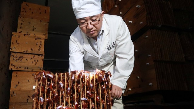 Pekerja melihat kecoak dipeternakan. (Foto: REUTERS / Thomas Suen)