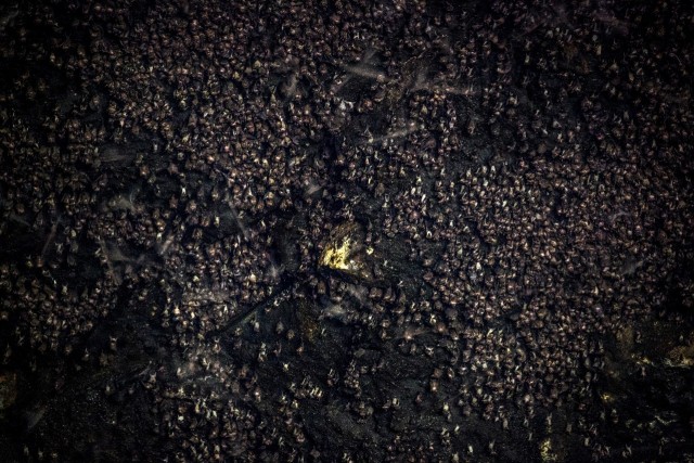 Ribuan kelelawar di goa kelelawar, Batang Toru (Foto: Nanang Sujana)