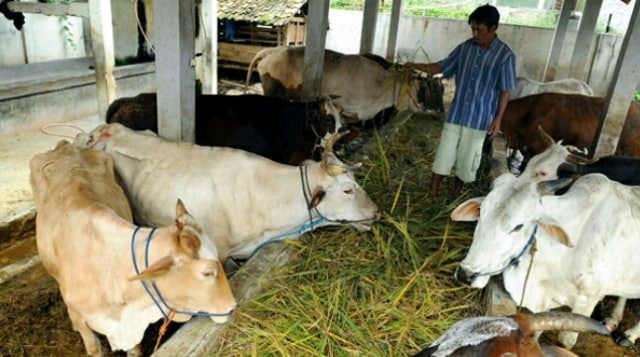 Sapi Jantan Langka, Bagaimana Kebutuhan Daging di Surabaya?