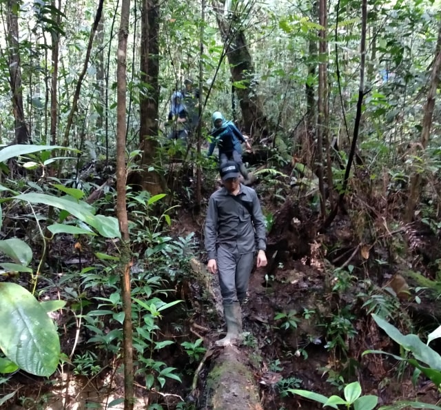 Anggota HII menyeberang di atas batang pohon di Hutan Batang Toru. (Foto: Dok. Sumarwan/HII)