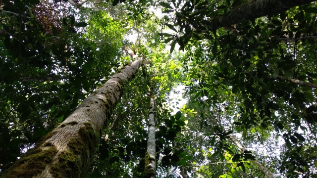 Pepohonan di Hutan Batang Toru. (Foto: Dok. Sumarwan/HII)