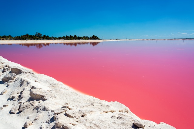 Danau Las Coloradas Pink di Meksiko (Foto: Shutter Stock)
