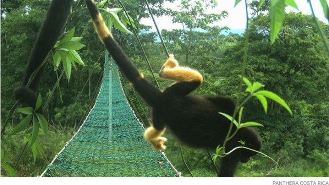 Rambut monyet howler berubah jadi kuning. (Foto: Panthera Costa Rica)