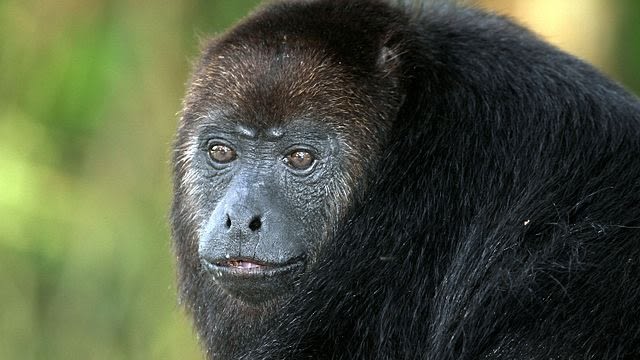 Diduga akibat Pestisida Rambut Puluhan Monyet  Berubah 