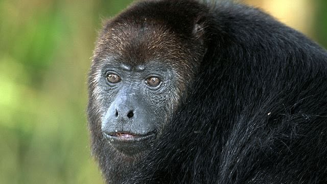 Monyet Howler yang berambut hitam. (Foto: Greg Schechter via Wikimedia Commons)