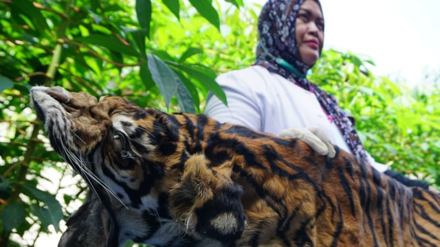 Balai Konservasi Sumber Daya Alam (BKSDA) Aceh melakukan identifikasi terhadap kulit harimau Sumatera hasil sitaan dari pemburu di Aceh Selatan. (Foto: Zuhri Noviandi/kumparan)