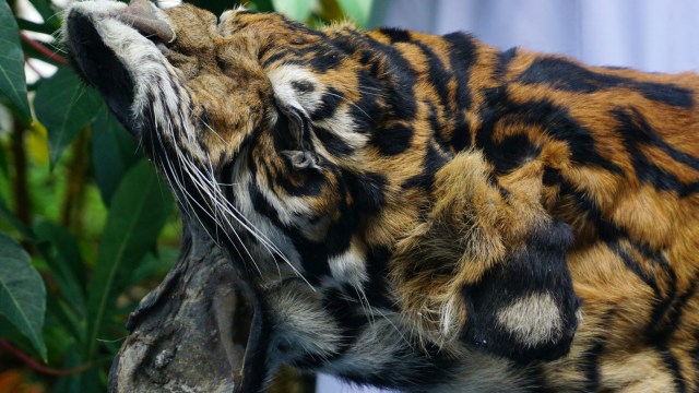 Kulit harimau Sumatera hasil sitaan dari pemburu di Aceh Selatan. (Foto: Zuhri Noviandi/kumparan)