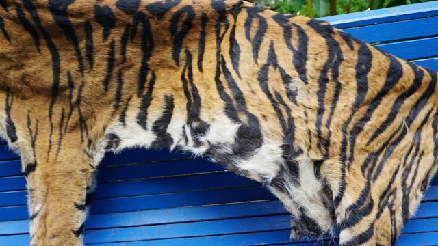Kulit harimau Sumatera hasil sitaan dari pemburu di Aceh Selatan. (Foto: Zuhri Noviandi/kumparan)
