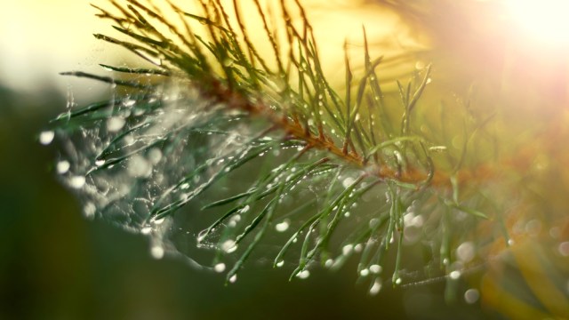 Ilustrasi sarang laba-laba di pohon Natal (Foto: Shutter Stock)