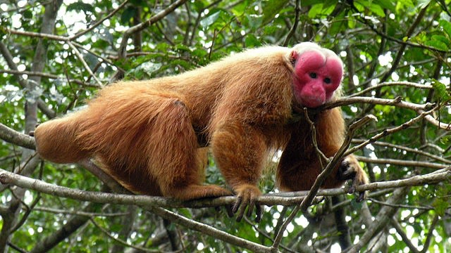Uakari Botak, salah satu primata yang dianggap jelek (Foto: Eugenia Kononova via Wikimedia Commons)