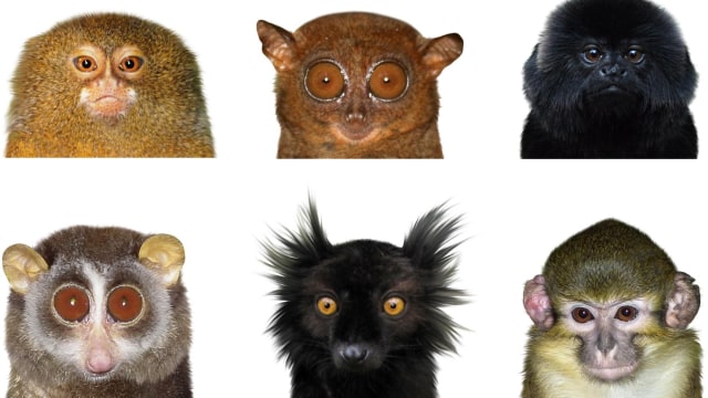Manakah di antara primata ini yang paling cantik? (Foto: Radlova et al/Frontiers in Psychology)