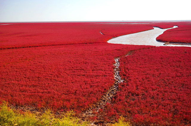 Rumput Sueda Menutupi Red Beach di China (Foto: Shutter Stock)